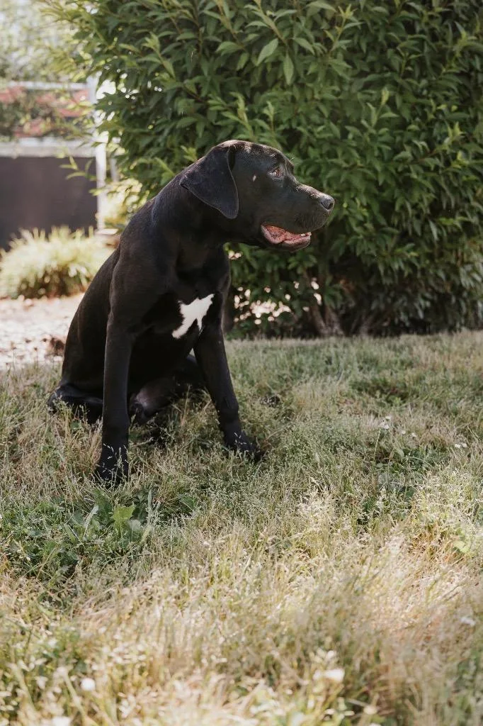 A baby medium-sized male Great Dane dog named Bo Duke for adoption in Newberg, OR