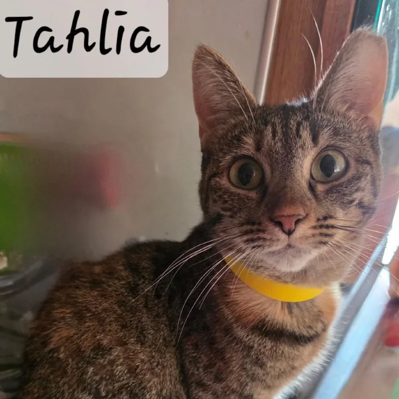 An adult medium-sized female Brown / Chocolate Domestic Short Hair cat named Tahlia for adoption in Waldorf, MD