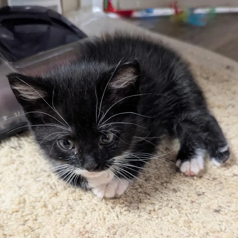 A baby small-sized female Black Domestic Medium Hair cat named Velma for adoption in Greensboro, NC