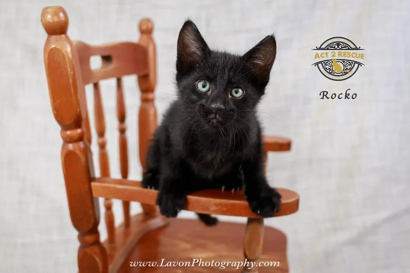 A baby medium-sized male Black Domestic Short Hair cat named Rocko for adoption in Riverside, CA