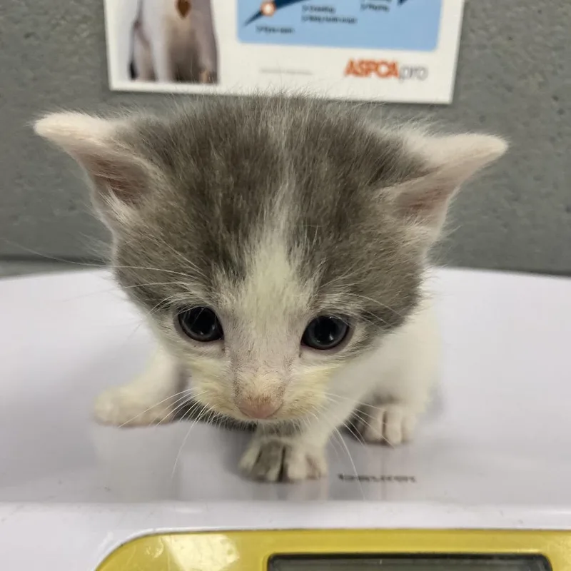 A baby small-sized male White Domestic Short Hair cat named Dewdrop for adoption in Allentown, PA