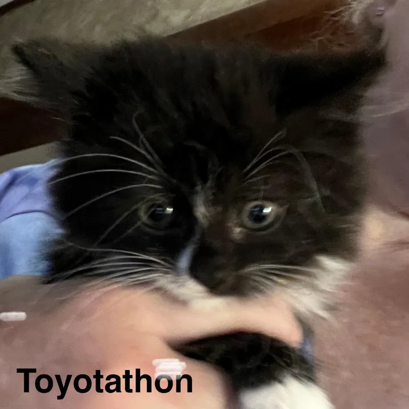 A baby small-sized male Black Domestic Medium Hair cat named Toyotathon for adoption in Springfield, MA