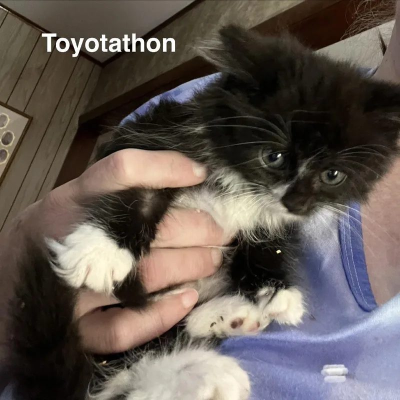 Toyotathon thumbnail 2
