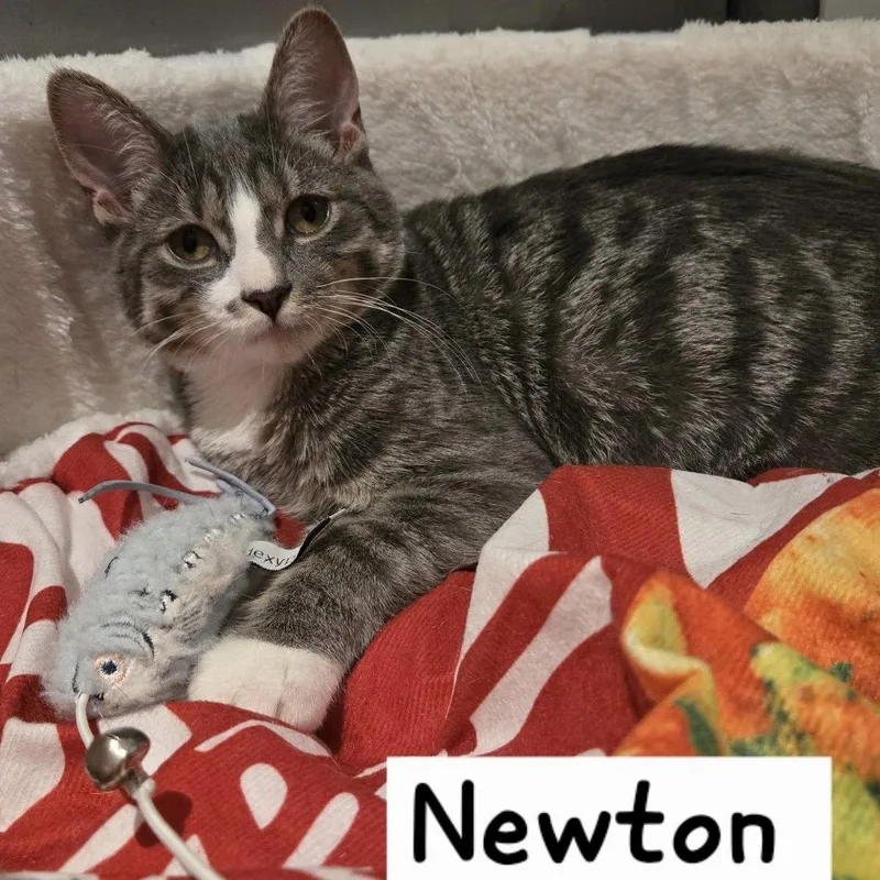 A young medium-sized male Tabby cat named Newton for adoption in Flushing, NY