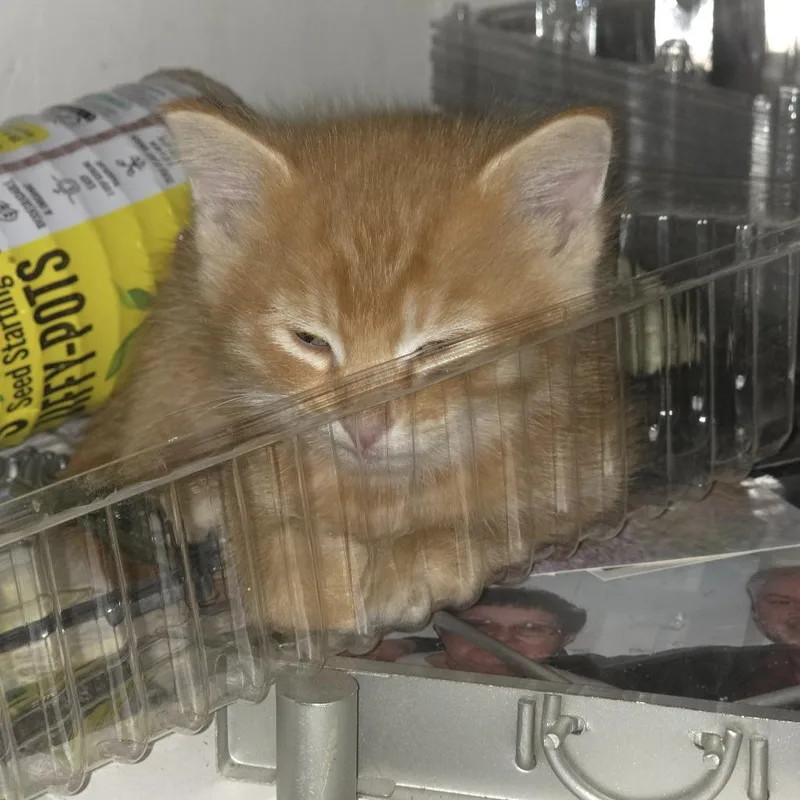 A baby small-sized male Orange / Red Domestic Short Hair cat named Sunny for adoption in Shelbyville, IN
