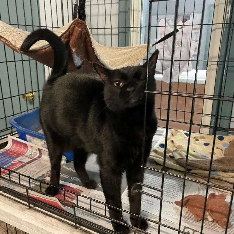A young medium-sized female Black Domestic Short Hair cat named Raven for adoption in Spencer, IN