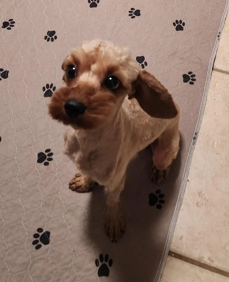A young small-sized male Cavalier King Charles Spaniel dog named Charlie for adoption in Houston, TX