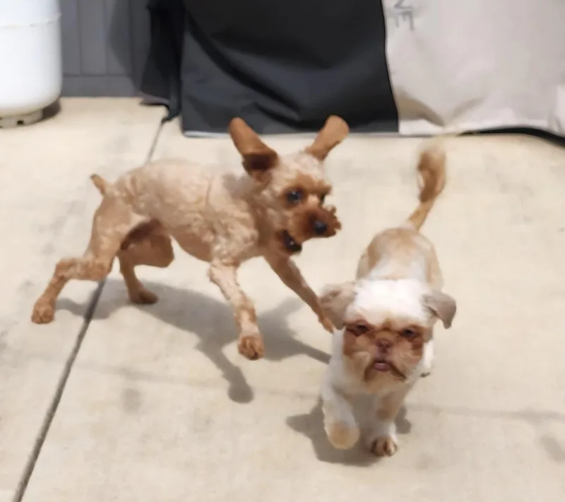 Charlie thumbnail 2