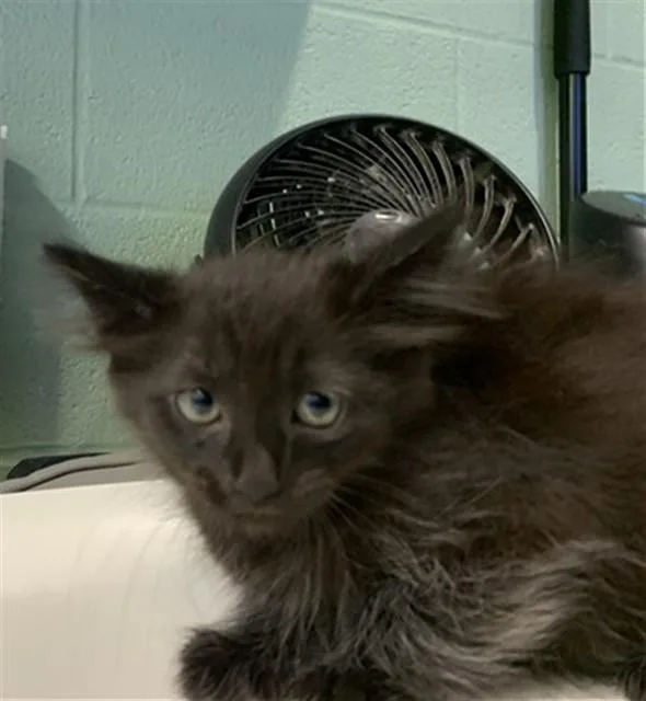 A baby small-sized female Domestic Medium Hair cat named Rosemary for adoption in Grand Prairie, TX