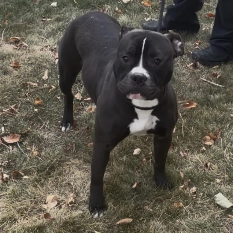 An adult small-sized female Black Boxer dog named Dutch D for adoption in Princeton, MN