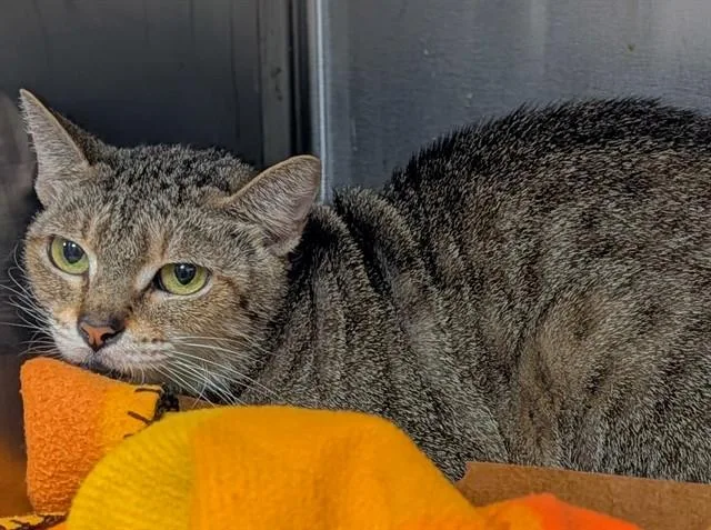 A young large-sized female Domestic Short Hair cat named Carey for adoption in Fort Lauderdale, FL