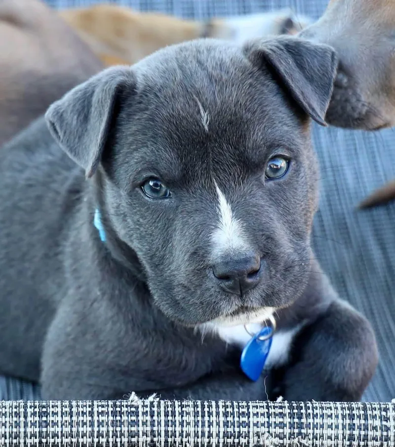A baby medium-sized male Black Mouth Cur dog named Bosley for adoption in Southlake, TX