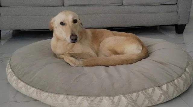 Nala