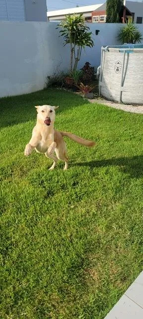 Nala thumbnail 2