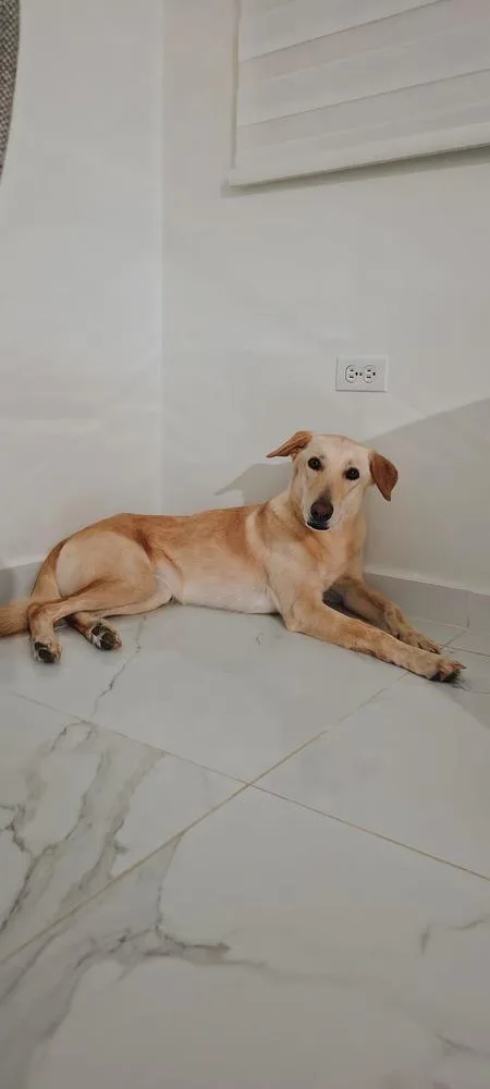 Nala thumbnail 4