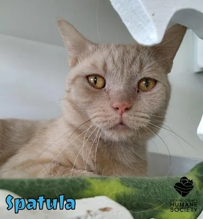 An adult small-sized male Domestic Short Hair cat named Spatula for adoption in Heath, OH