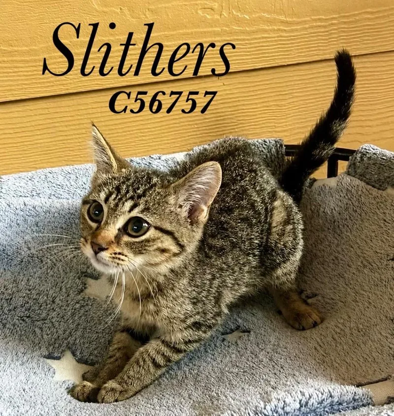Slithers