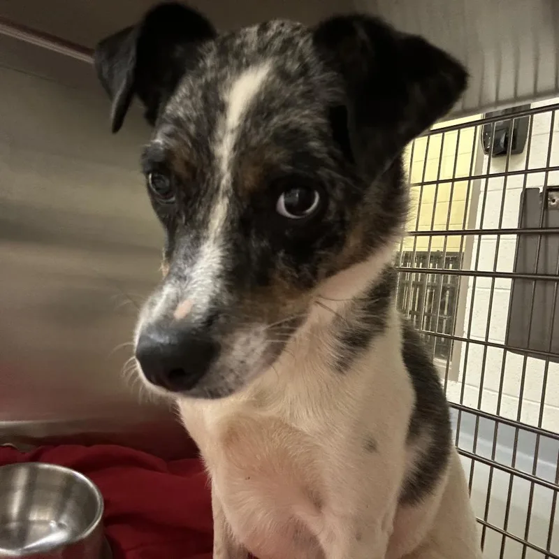 An adult medium-sized female White / Cream Mixed Breed dog named Lola for adoption in Asheville, NC