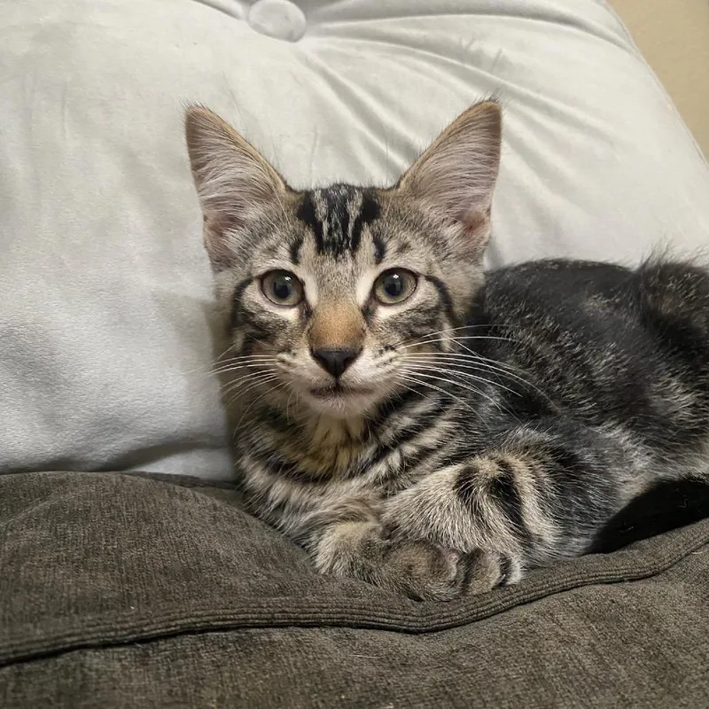 A baby small-sized male Domestic Medium Hair cat named Tango for adoption in Waco, TX