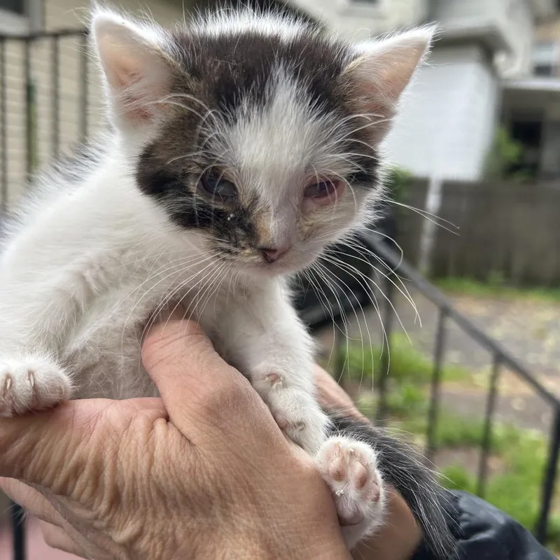 A baby small-sized male White Domestic Short Hair cat named Phantom for adoption in Newark, NJ