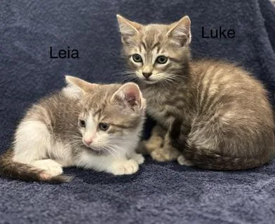 A baby medium-sized male Gray & White Domestic Medium Hair cat named Luke & Leia for adoption in Liverpool, TX