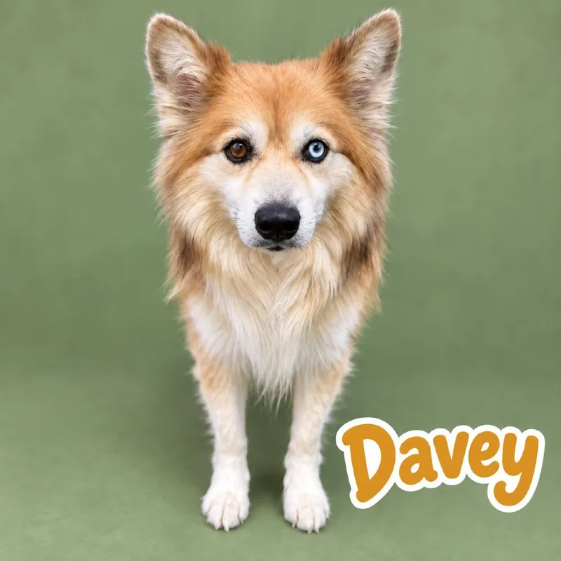 An adult medium-sized male Corgi dog named Davey for adoption in Scottsdale, AZ