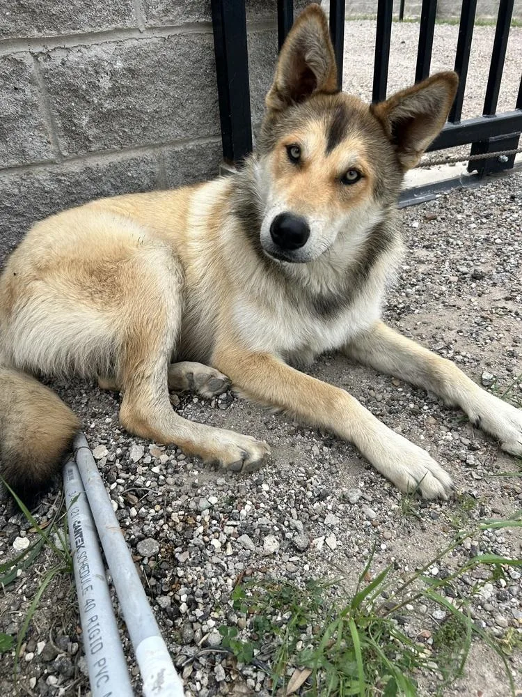 A young large-sized female Husky dog named Cannoli for adoption in Richardson, TX