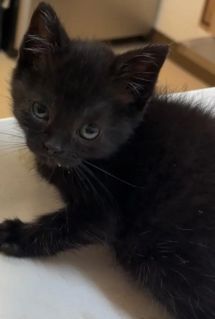 A baby small-sized female Domestic Short Hair cat named Pickles for adoption in Elizabethton, TN