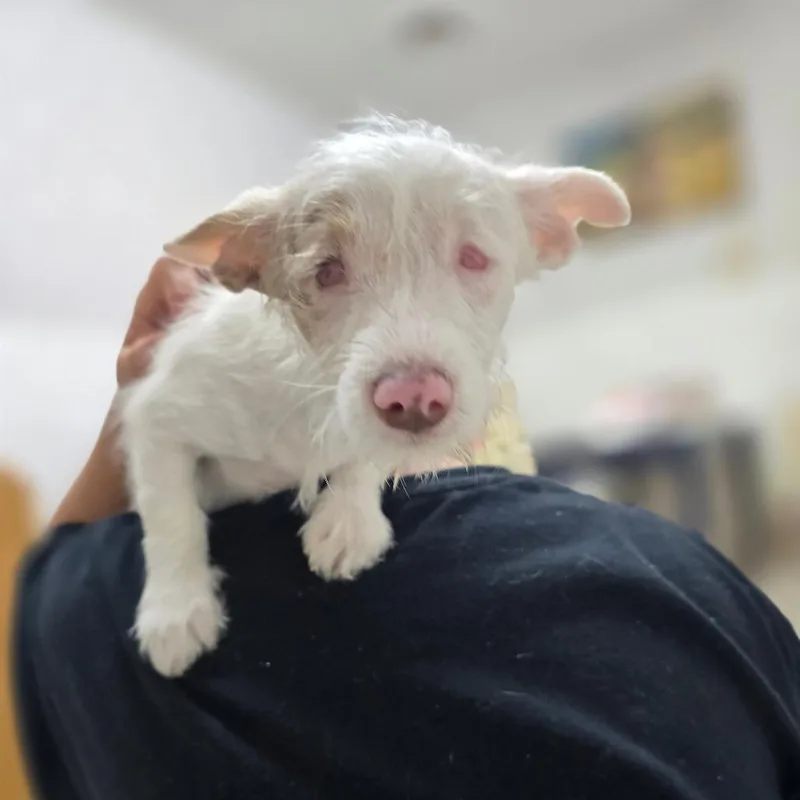A baby small-sized female White / Cream Parson Russell Terrier dog named Helen Keller for adoption in Hinesville, GA
