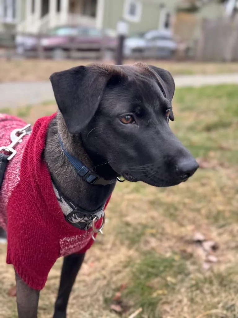 Monty  Your Best thumbnail 6