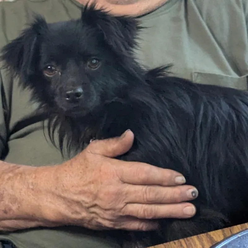 An adult small-sized male Black Papillon dog named Finn for adoption in Huntsville, AL