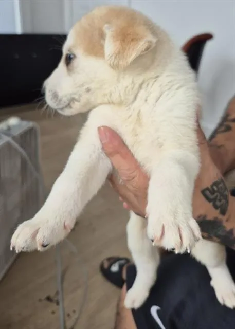 A baby small-sized male Siberian Husky dog named Dune for adoption in San Antonio, TX