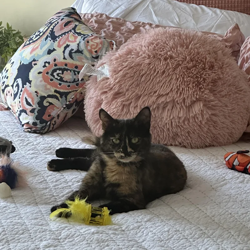 A young medium-sized female Tortoiseshell Domestic Short Hair cat named Maya for adoption in Bear, DE