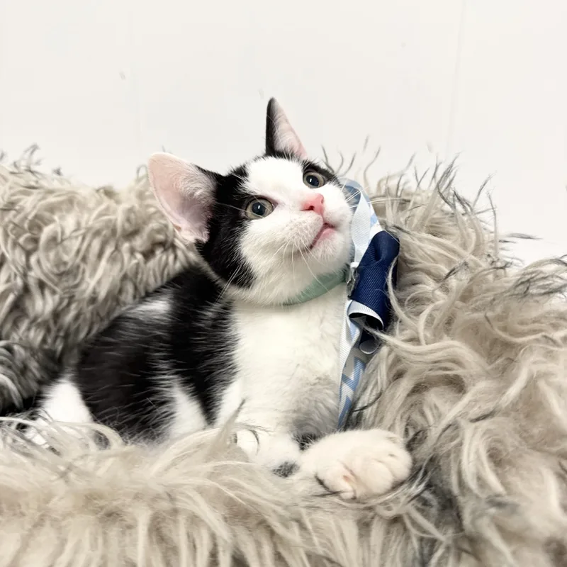 A baby medium-sized male White Domestic Short Hair cat named Amazing Zach for adoption in Burlington, NC