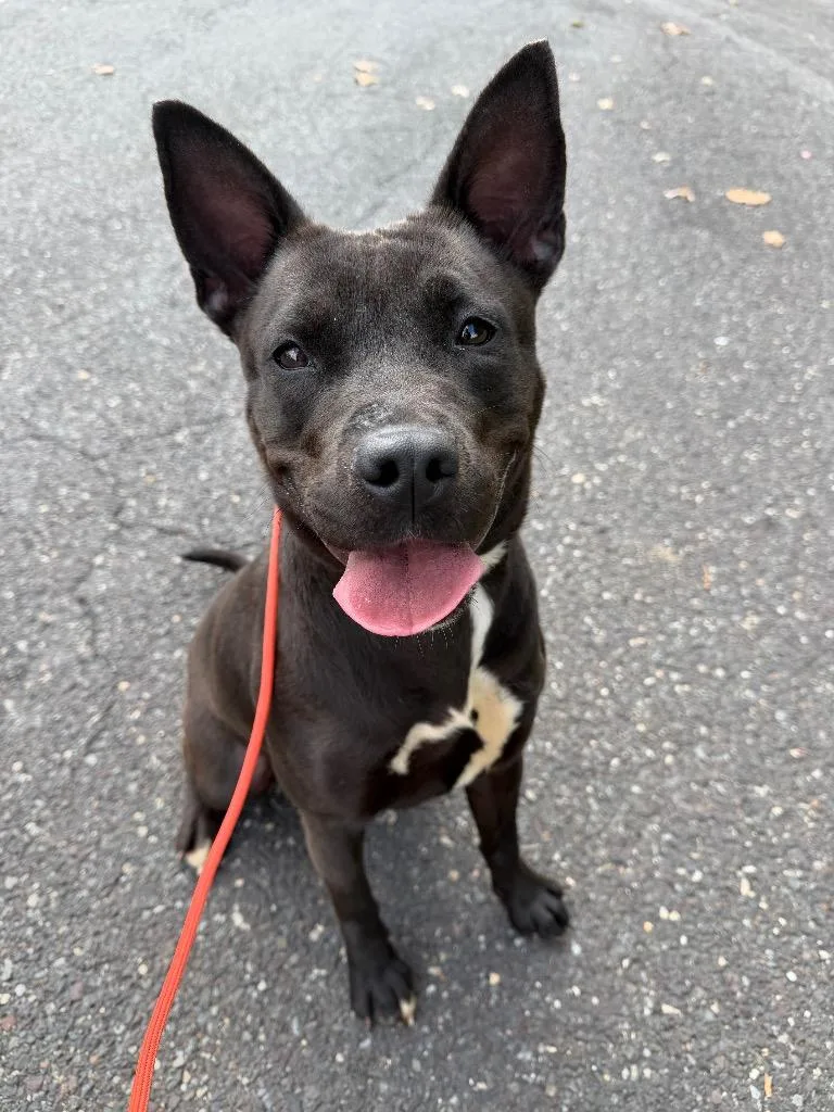 A young medium-sized female American Staffordshire Terrier dog named Ocean for adoption in Ewing, NJ