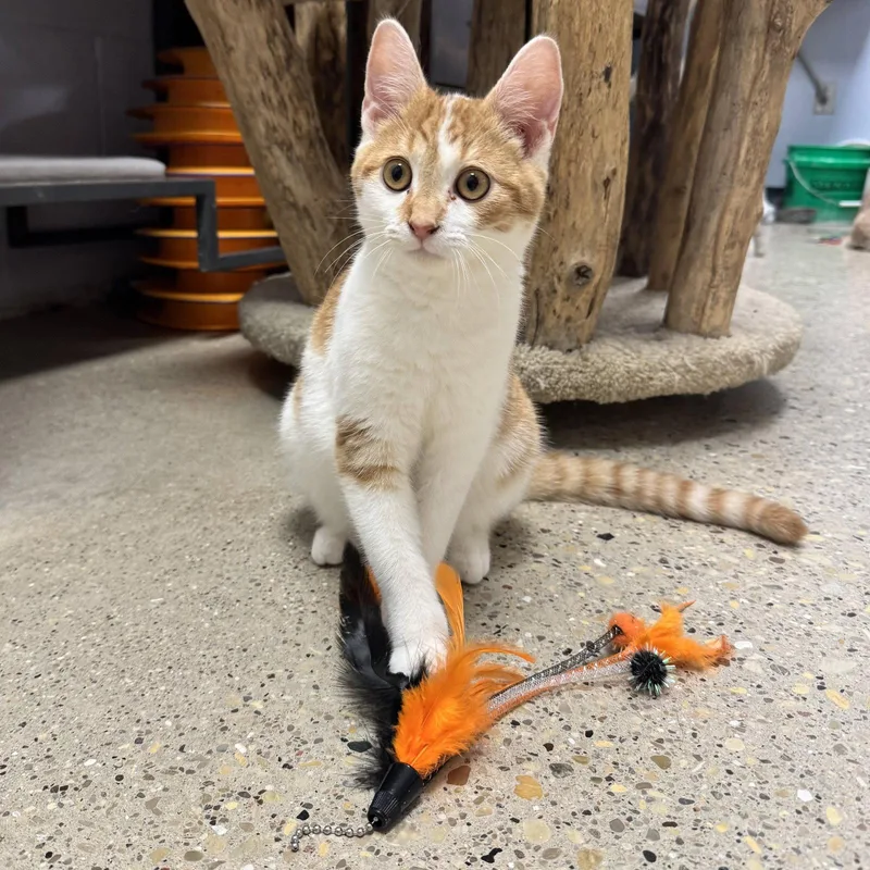 A baby small-sized male Domestic Medium Hair cat named Arthur for adoption in Hanover Park, IL
