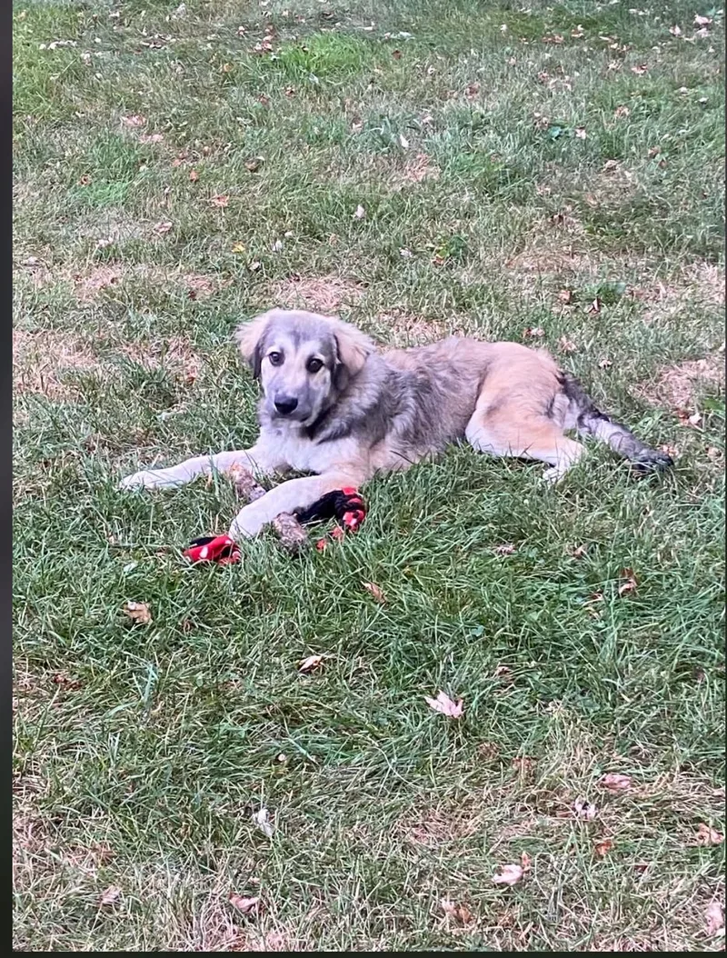 A baby large-sized male Great Pyrenees dog named Chicken Wing for adoption in Monticello, MN
