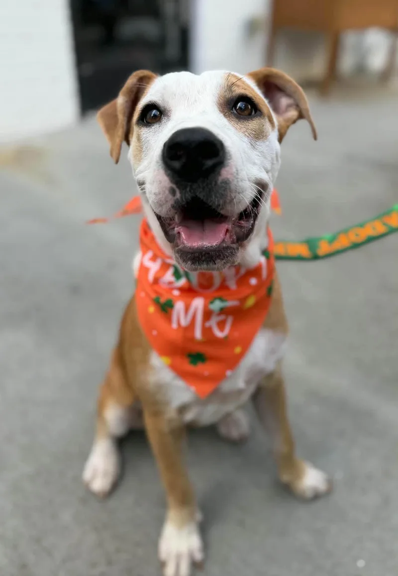 A young medium-sized female Terrier dog named Lindy for adoption in Greenville, SC