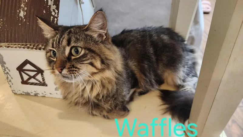 Waffles