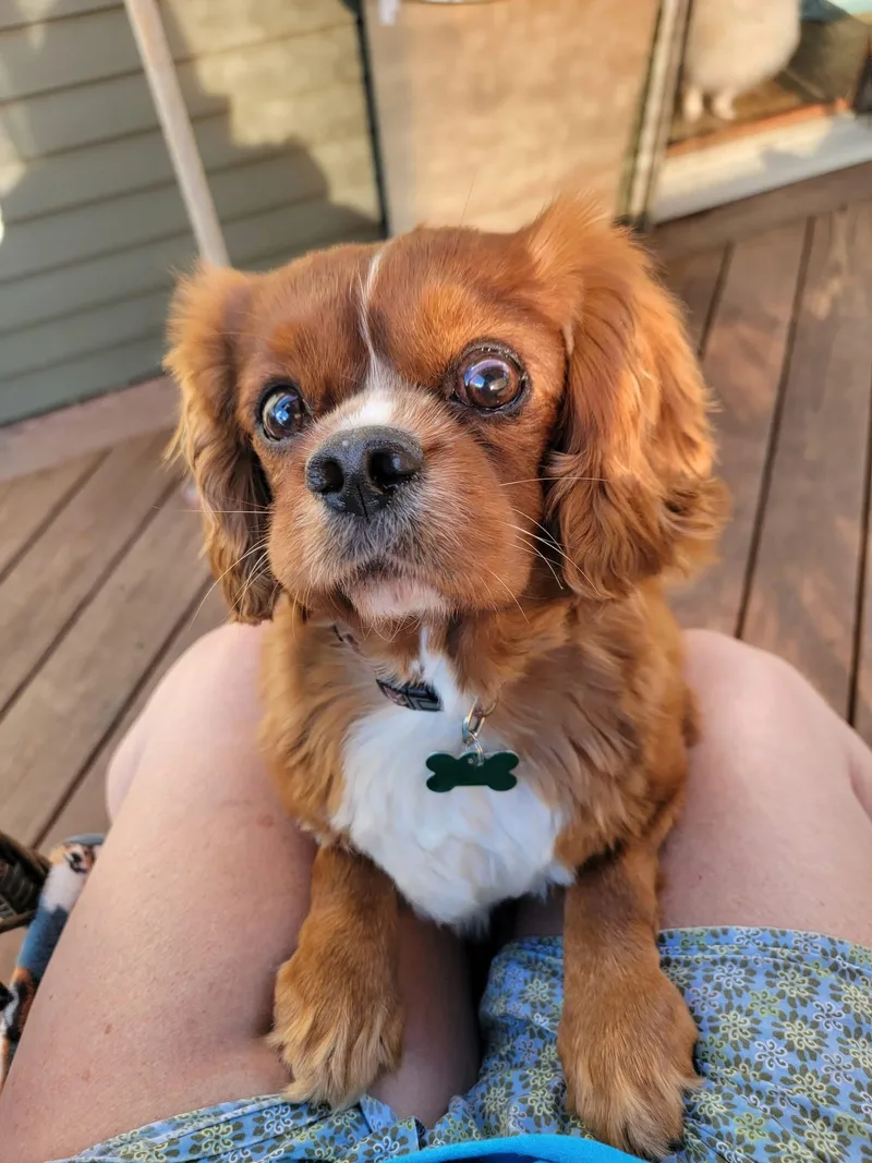 An adult small-sized male Red / Chestnut / Orange Cavalier King Charles Spaniel dog named Roam for adoption in Whitewater, WI