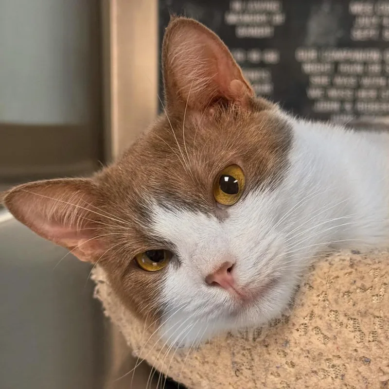 An adult medium-sized female White Domestic Short Hair cat named Cerci for adoption in Ottawa, KS