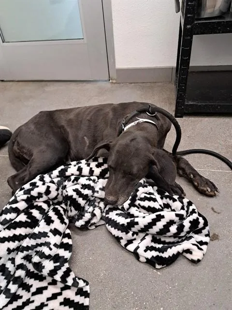 An adult large-sized female Labrador Retriever dog named Baby Gorl for adoption in Mesa, AZ