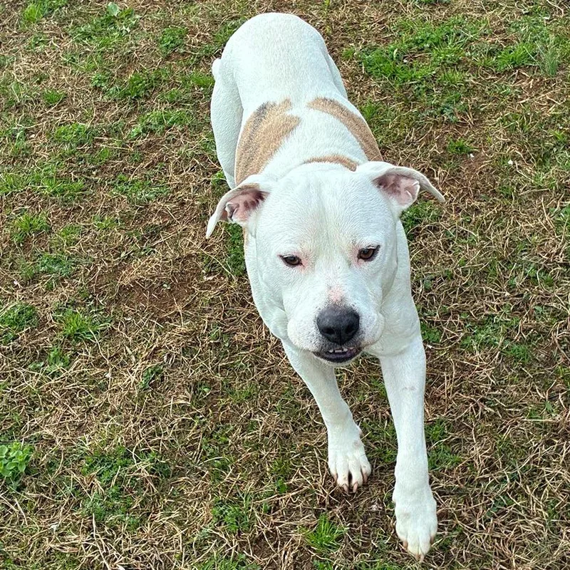 An adult medium-sized male White / Cream Mixed Breed dog named Burger King for adoption in Chattanooga, TN