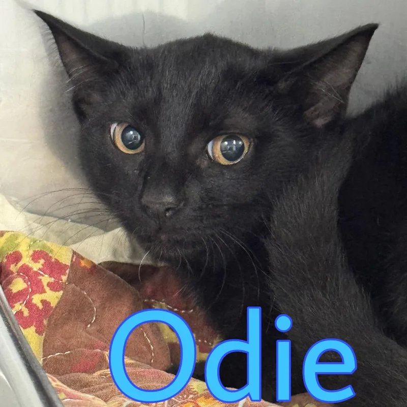 A baby small-sized male Black Domestic Short Hair cat named Odie for adoption in Marble, NC
