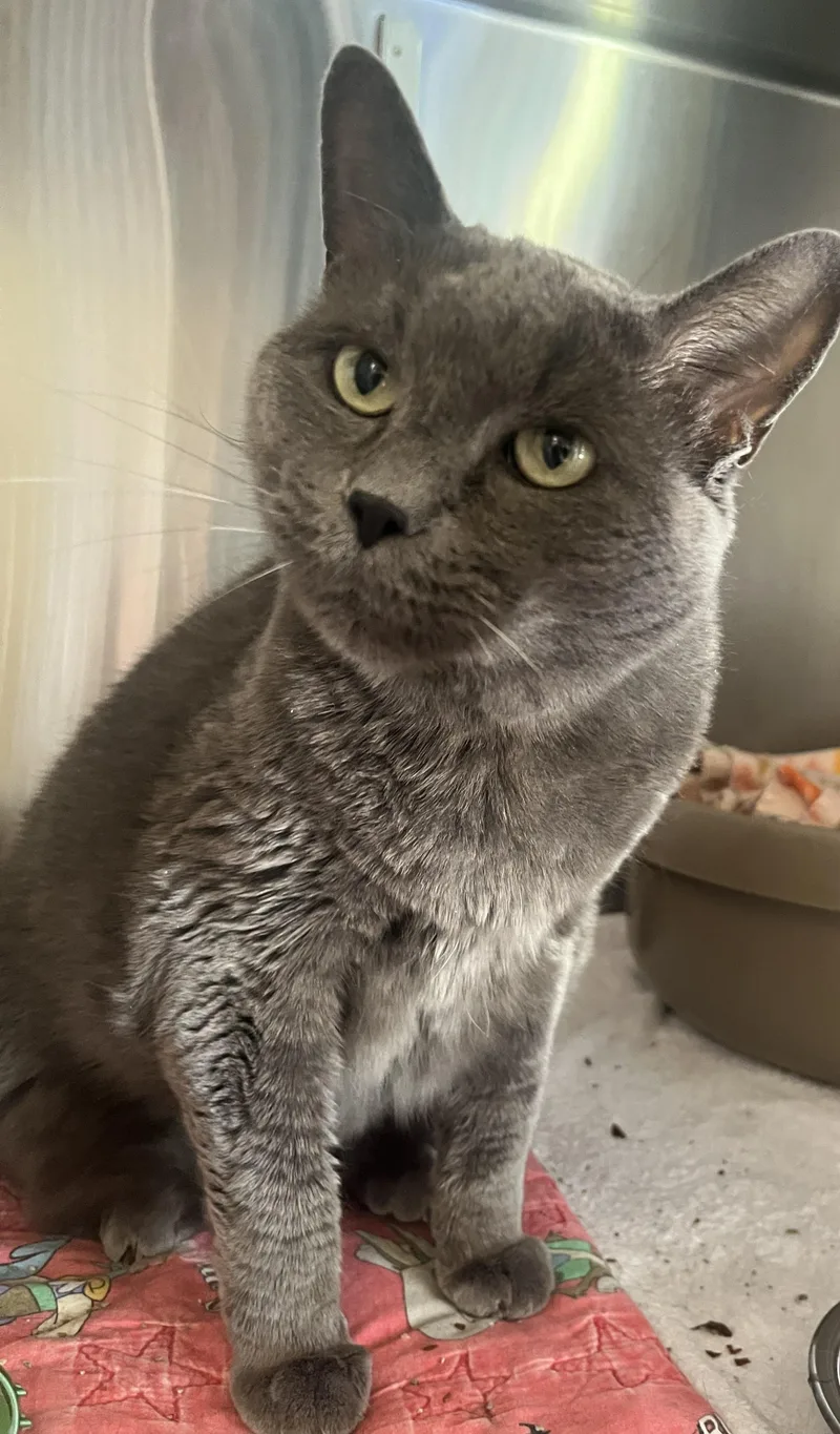 An adult medium-sized female Gray / Blue / Silver Domestic Short Hair cat named Gracie for adoption in Prescott, AZ
