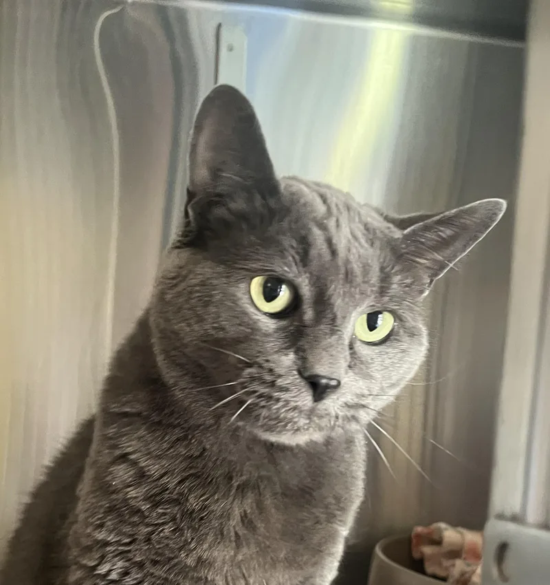 Gracie thumbnail 3