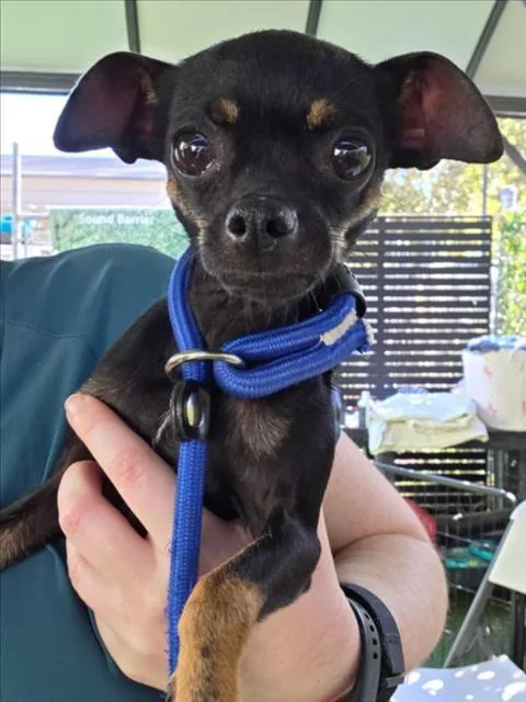 An adult small-sized female Chihuahua dog named Button for adoption in Woodland, CA