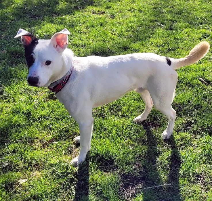 An adult medium-sized male Labrador Retriever dog named Atlas for adoption in Wadsworth, OH