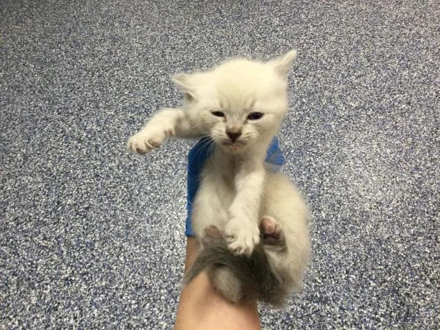 A baby small-sized female Domestic Short Hair cat named Rachel for adoption in Thousand Palms, CA