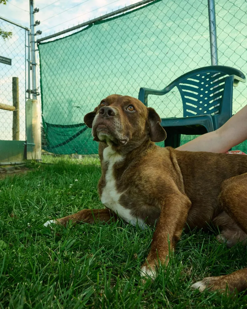 An adult large-sized male Terrier dog named Jack for adoption in Floyd, VA